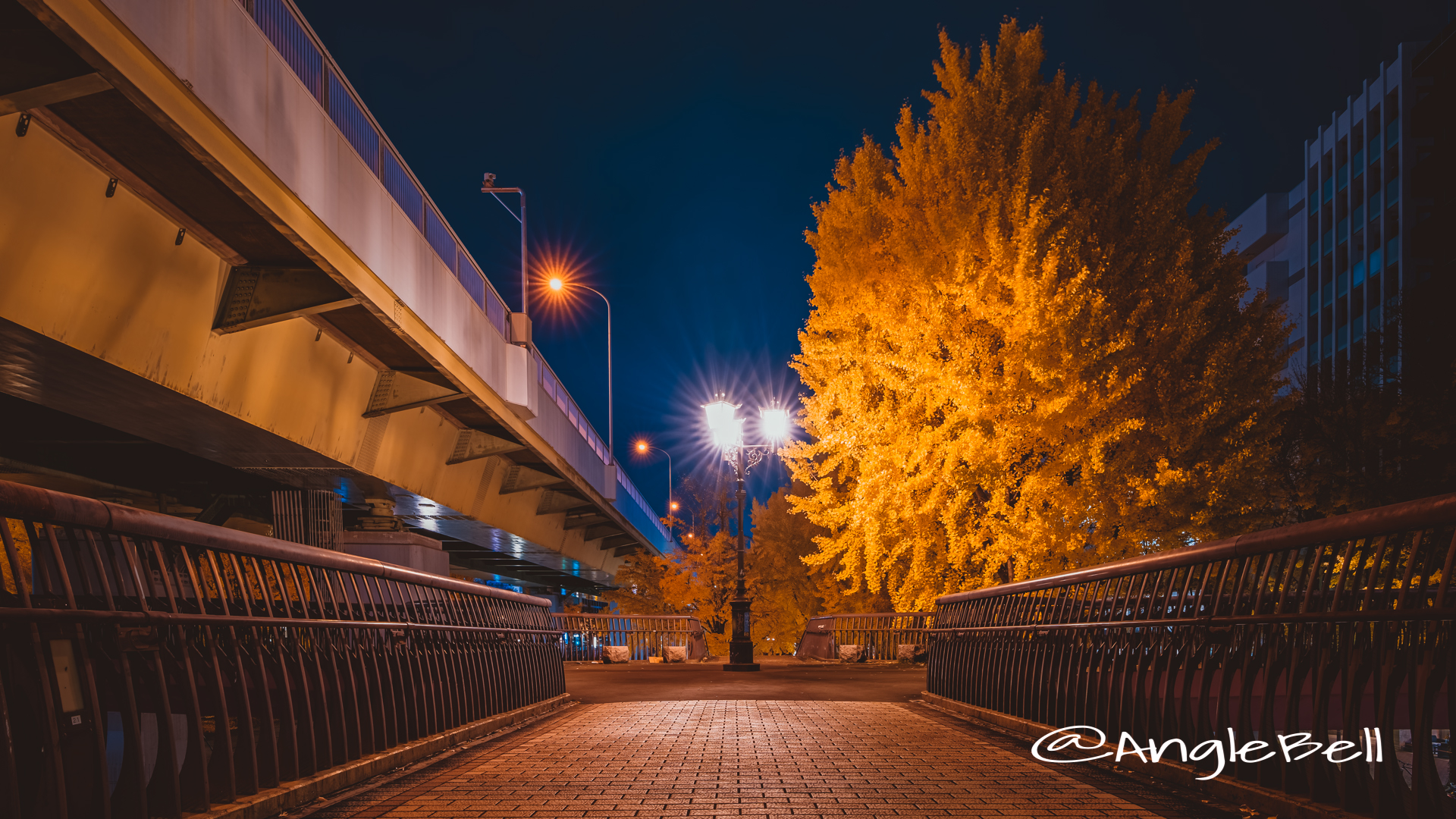 夜景 若宮ブリッジの街灯とイチョウ 2019冬