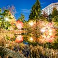 秋の池 ライトアップ 鶴舞公園 2019年冬