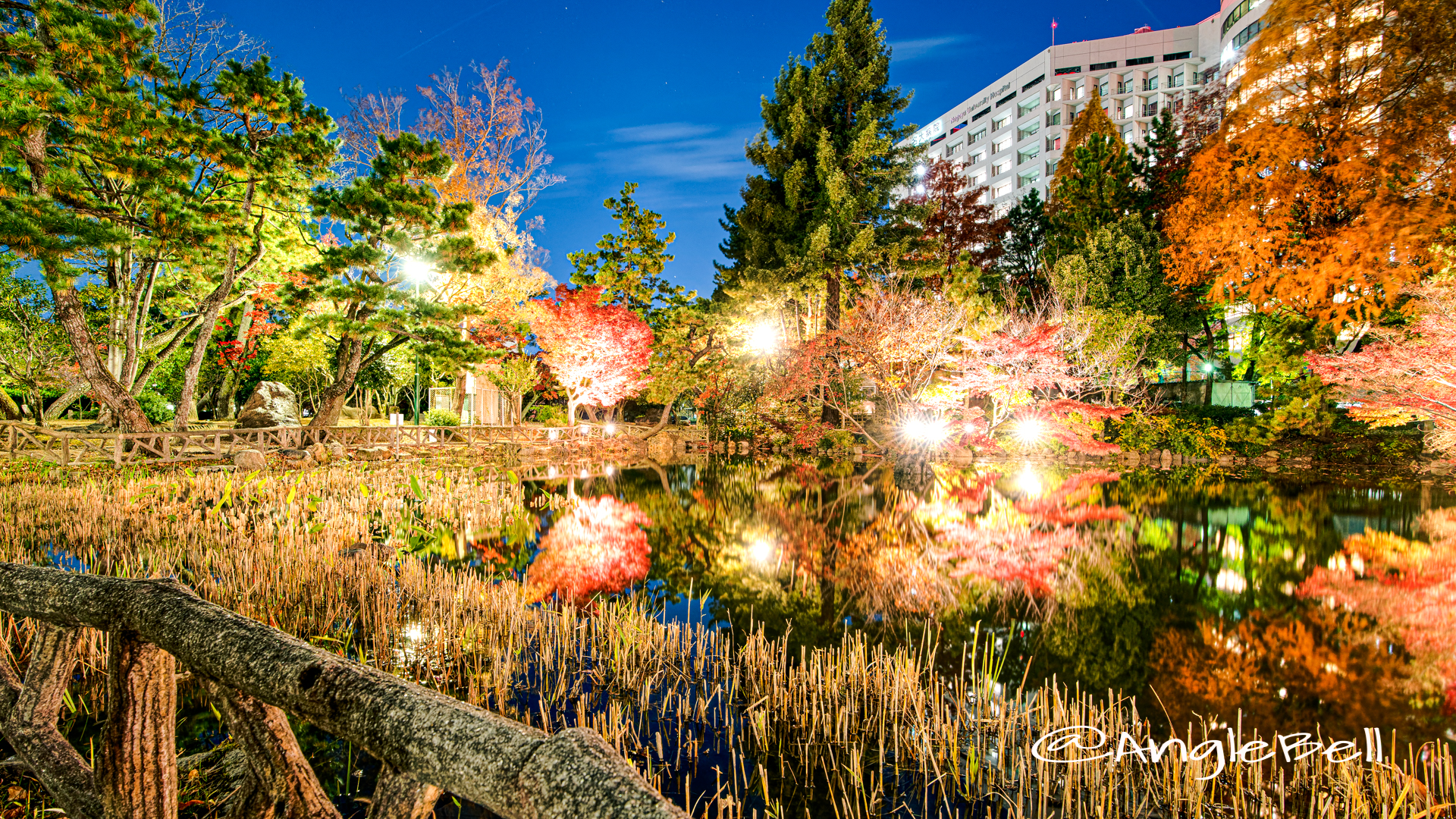 秋の池 ライトアップ 鶴舞公園 2019年冬