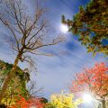 月夜 鶴舞公園 秋の池 公園の樹木と夜空 2019
