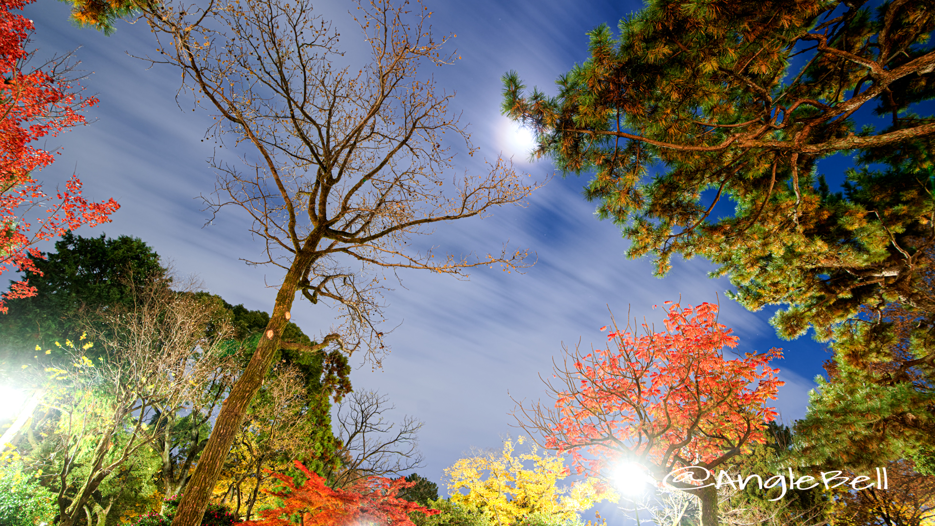 月夜 鶴舞公園 秋の池 公園の樹木と夜空 2019
