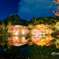 秋の池 鶴舞公園 ライトアップ2019冬