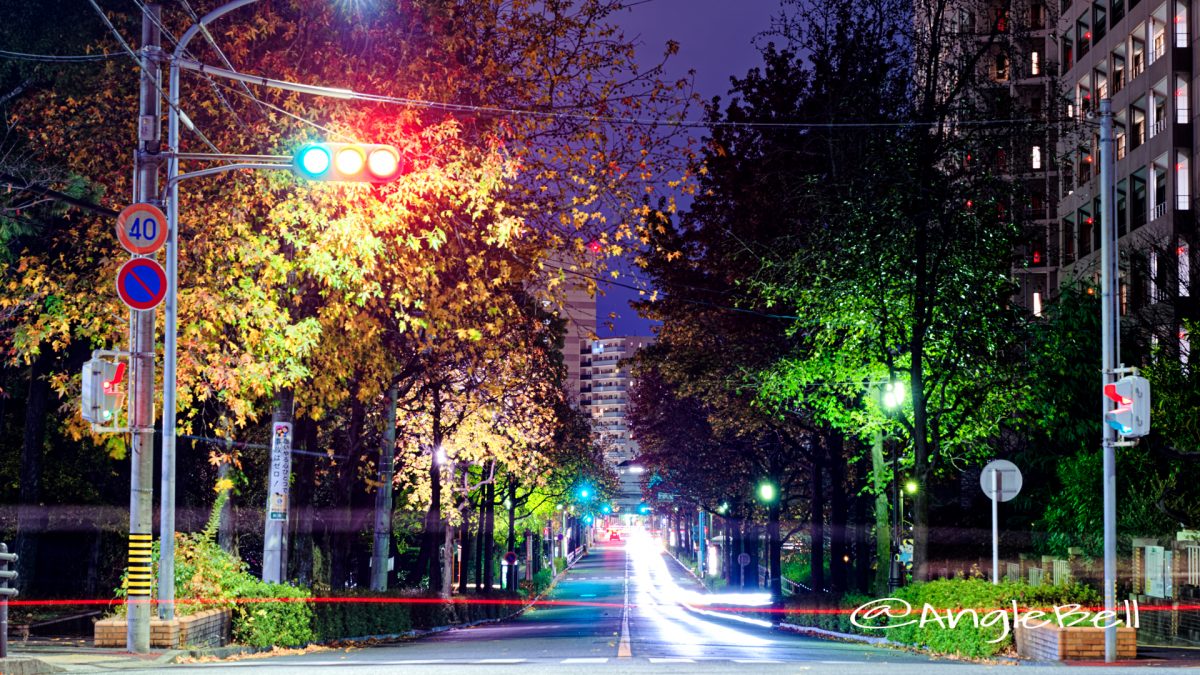 夜景 名工大前から見る紅葉 昭和区鶴舞町 街路樹