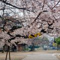 雨天 名古屋別院 東門側の桜 March 2020