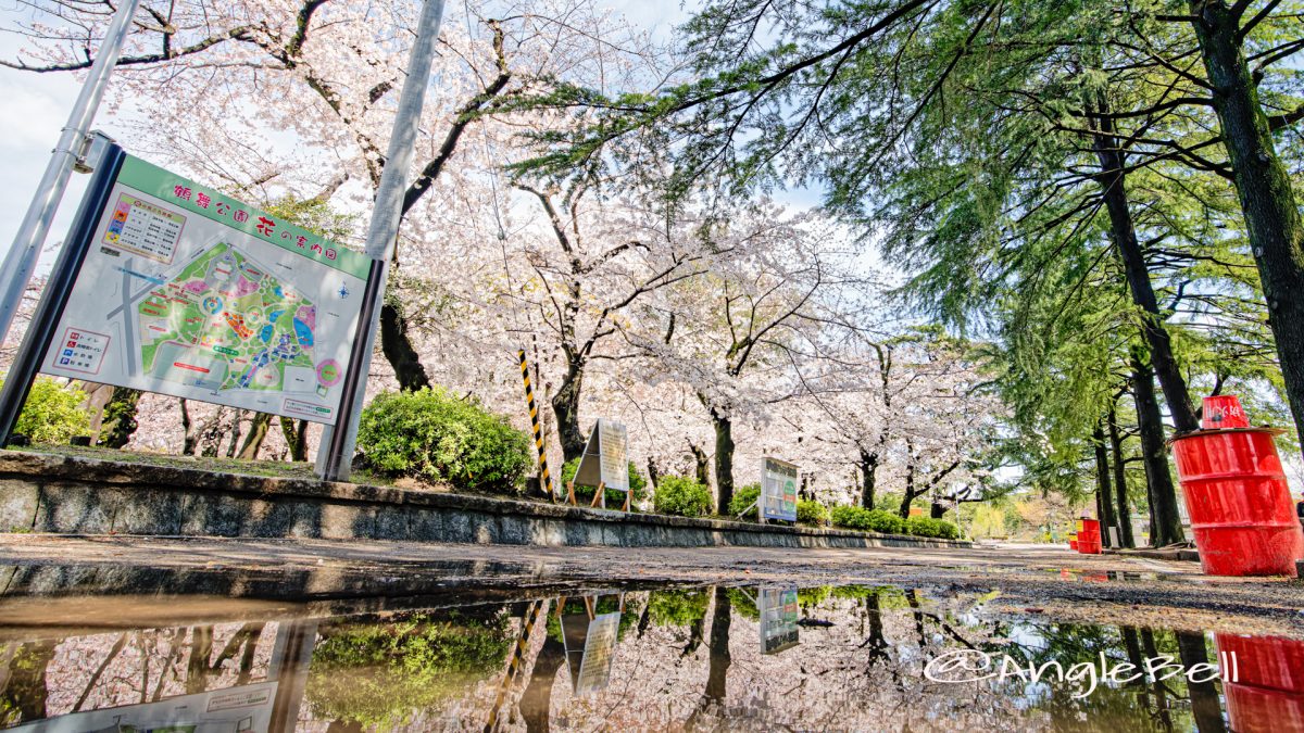 鶴舞公園 正面広場の桜林とヒマラヤ杉 March 2020