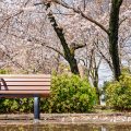 鶴舞公園 なごやかベンチと桜林 March 2020