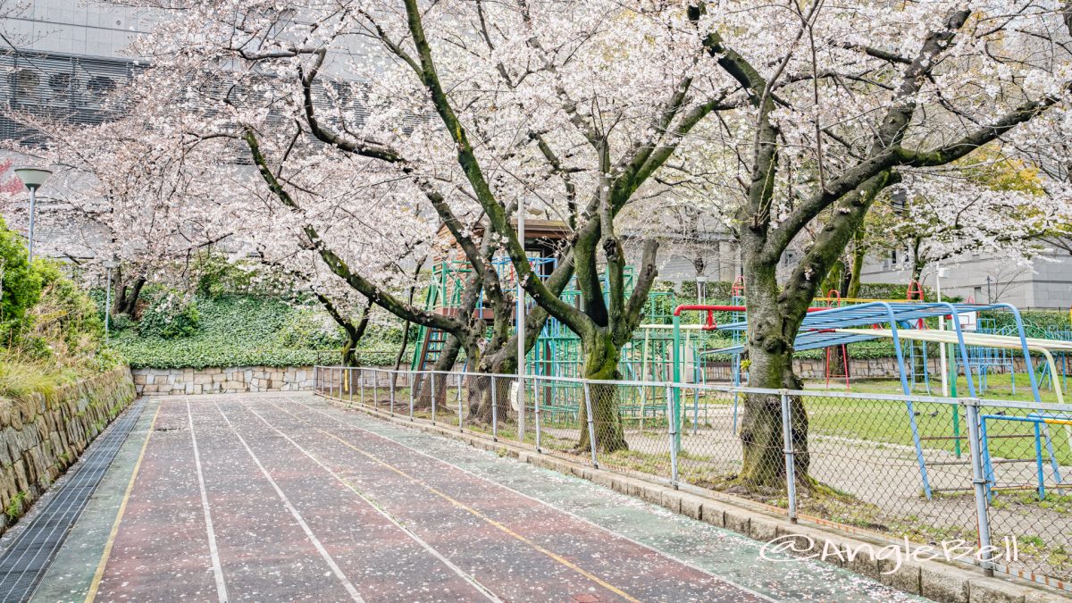 第2号栄公園 園路の桜と陸上レーン March 2020