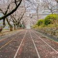 第2号栄公園 園路東側の桜 March 2020