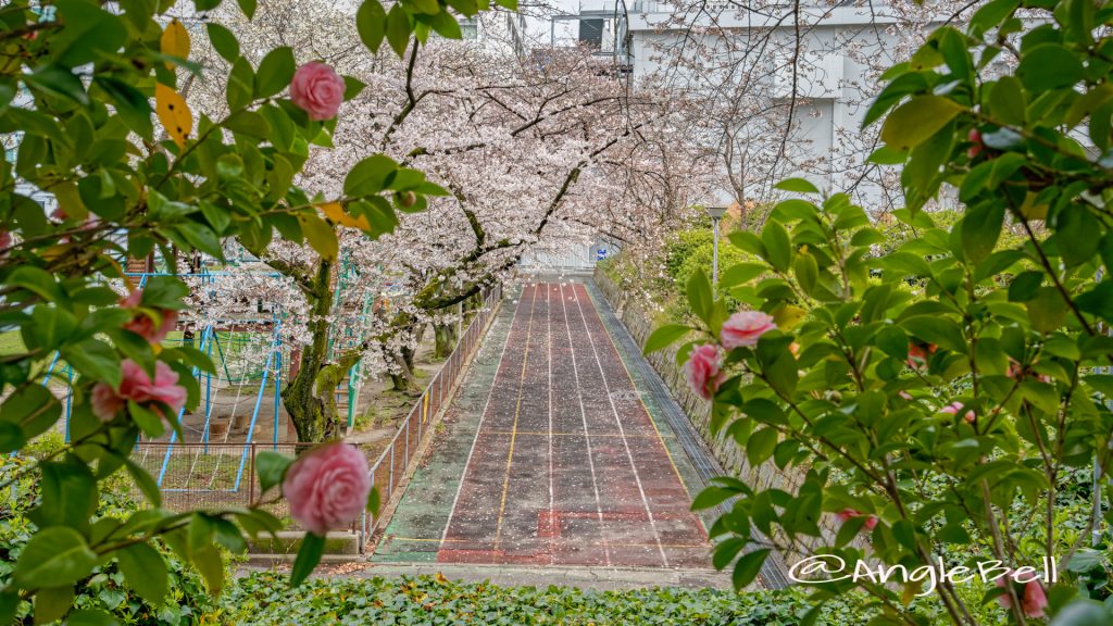 第2号栄公園から見る園路の桜と陸上レーン March 2020