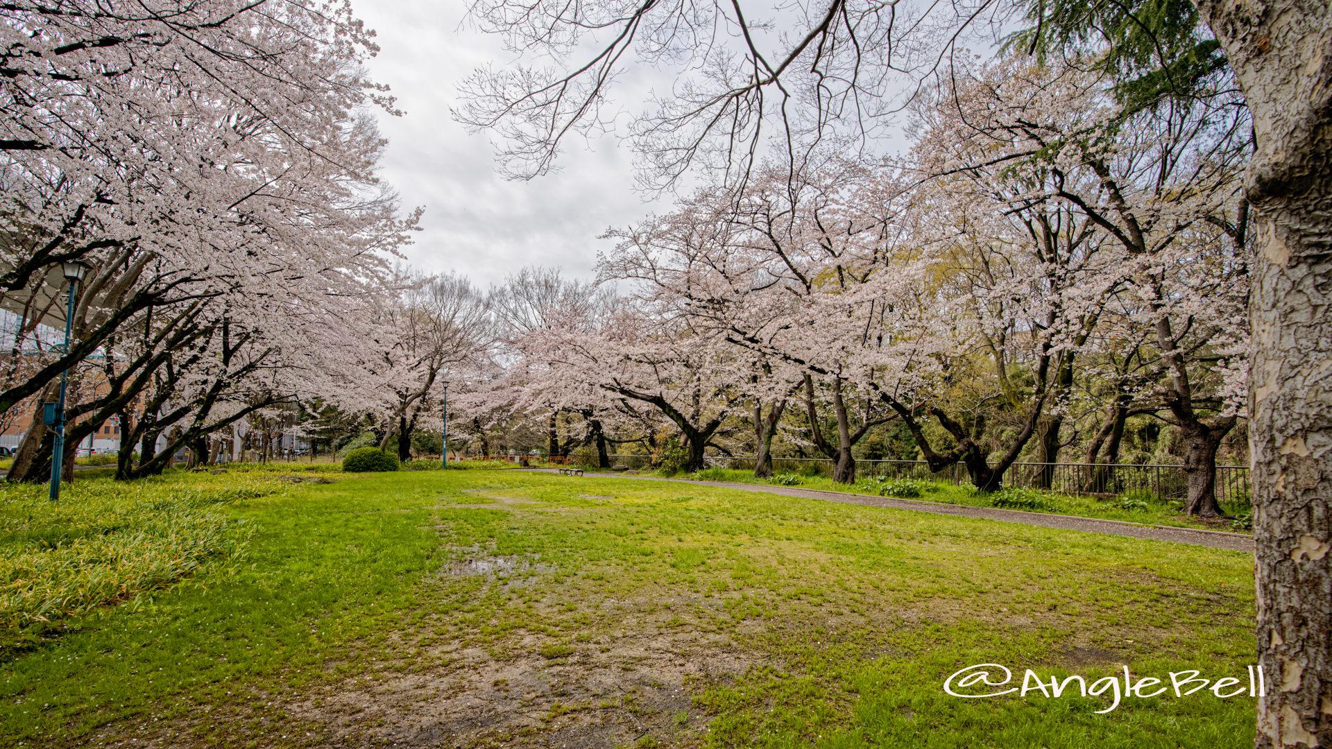 名城公園 大津橋小園の桜 March 2020