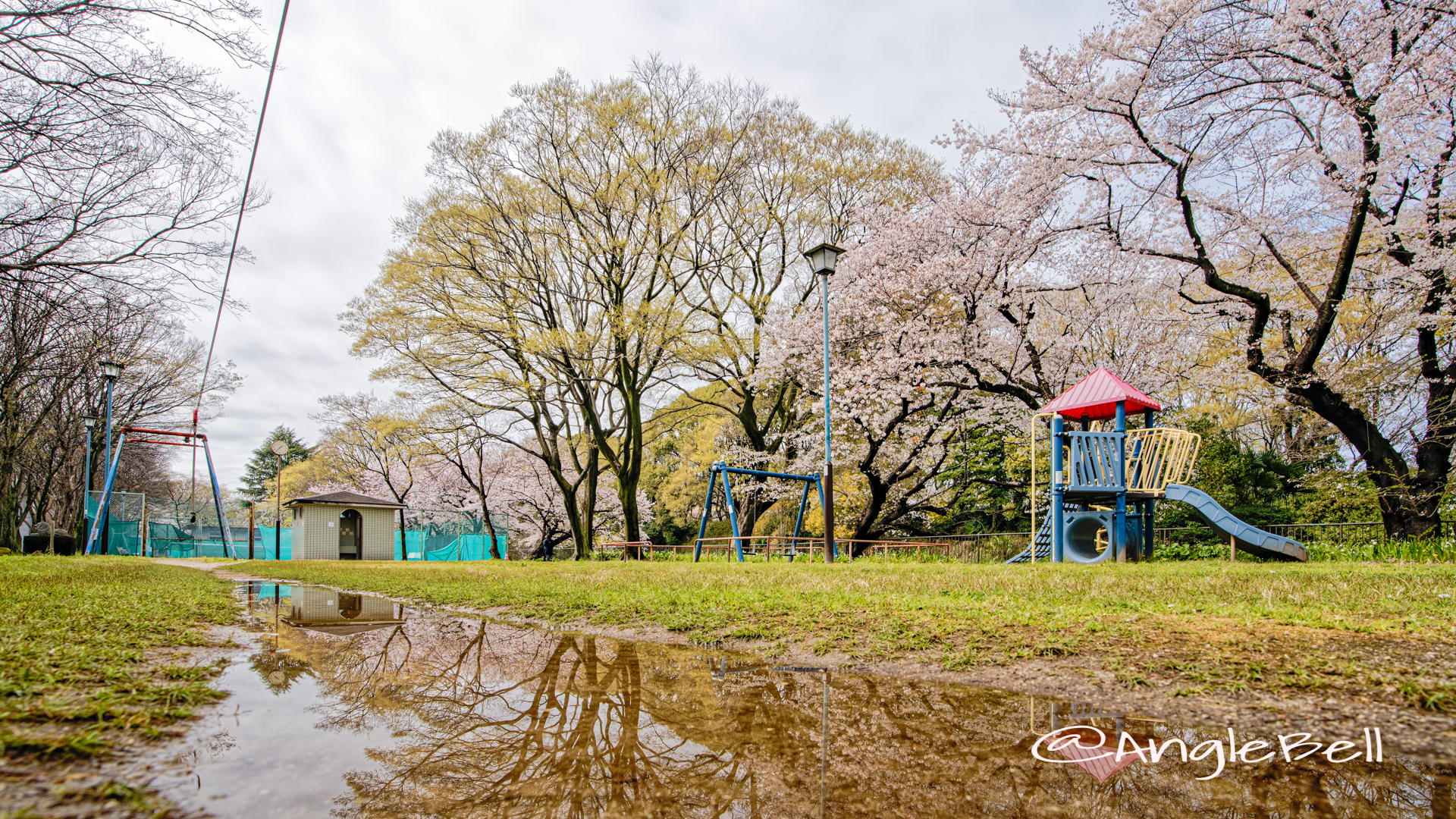 名城公園 ライオンヘルスパークの桜 March 2020