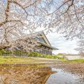 名城公園 彫刻の庭の桜 March 2020