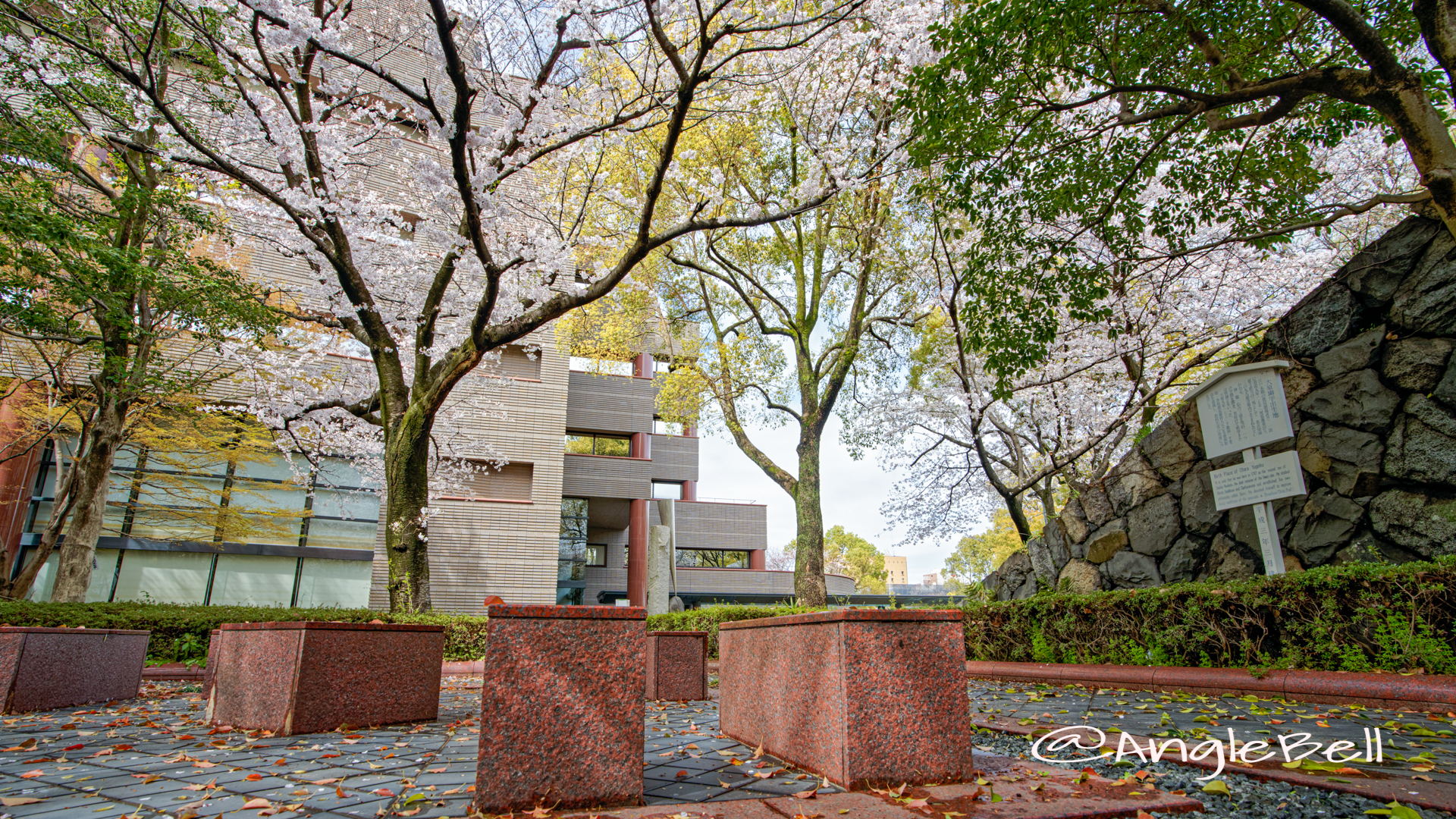 愛知県図書館 名勝標札前の桜 March 2020