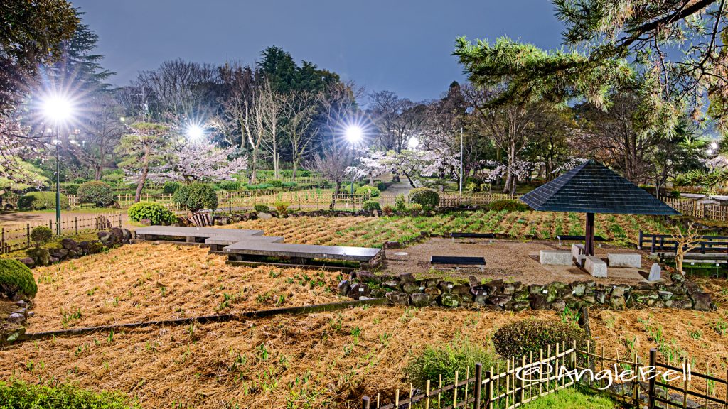 夜景 鶴舞公園 菖蒲池 April 2020