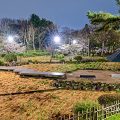 夜景 鶴舞公園 菖蒲池 April 2020