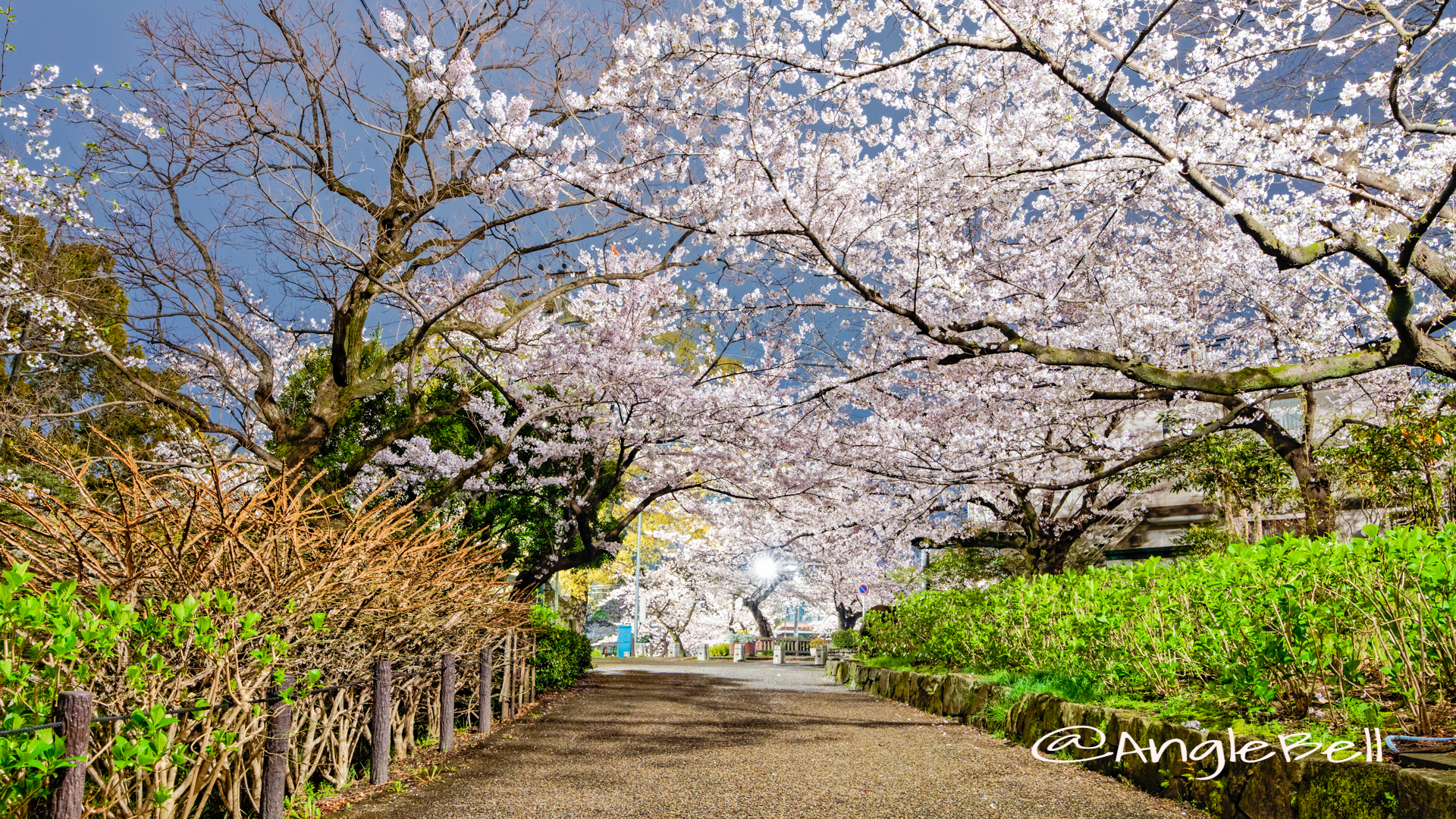 鶴舞公園 (夜景) あじさいの散歩道 公園東の桜 April 2020