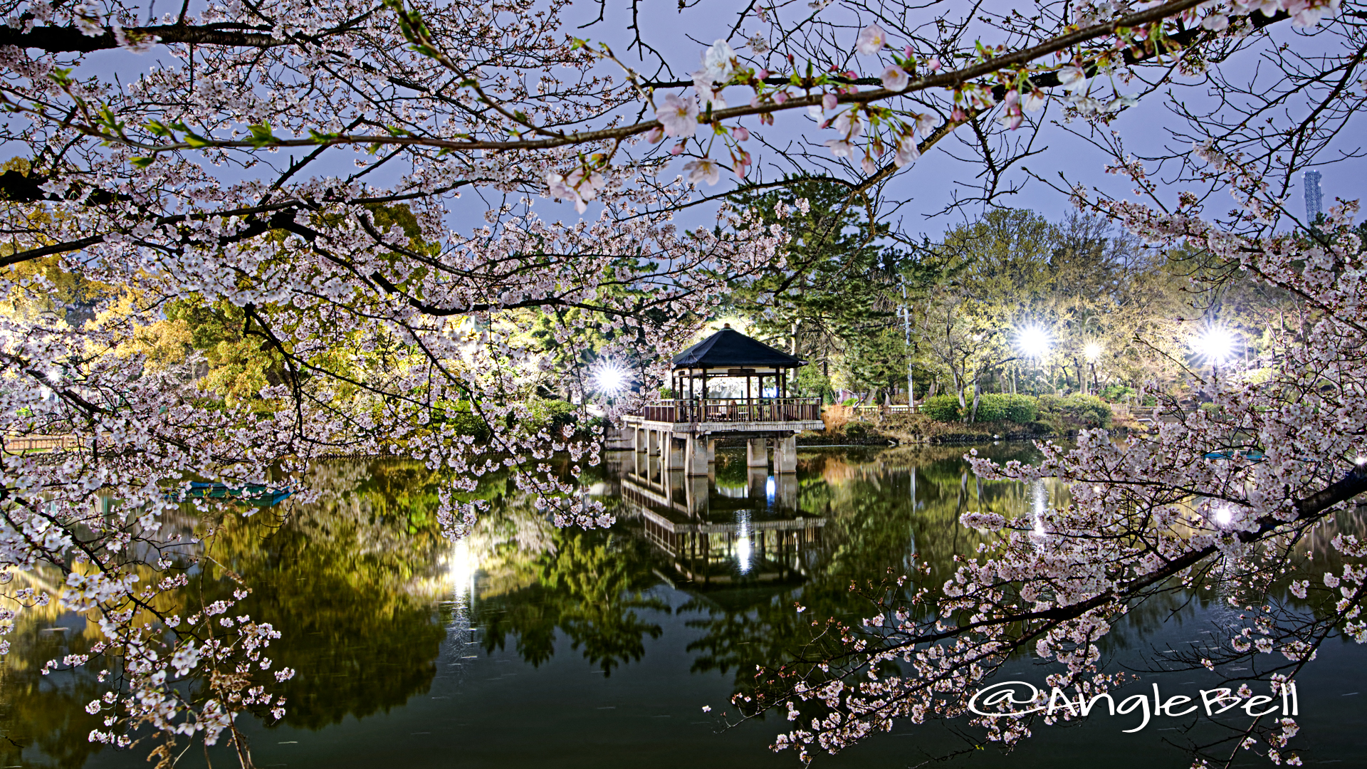 夜景 鶴舞公園 竜ヶ池 浮見堂と桜の風景 April 2020