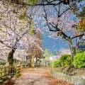 夜景 鶴舞公園 菖蒲池 グリーンアドベンチャー35番の桜 April 2020
