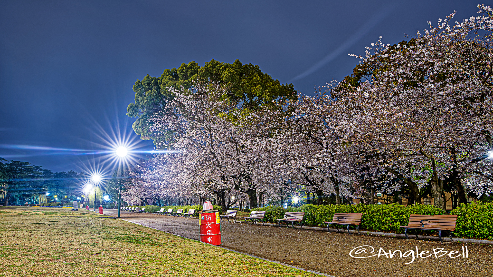 夜景 鶴舞公園 なごやかベンチと桜 April 2020