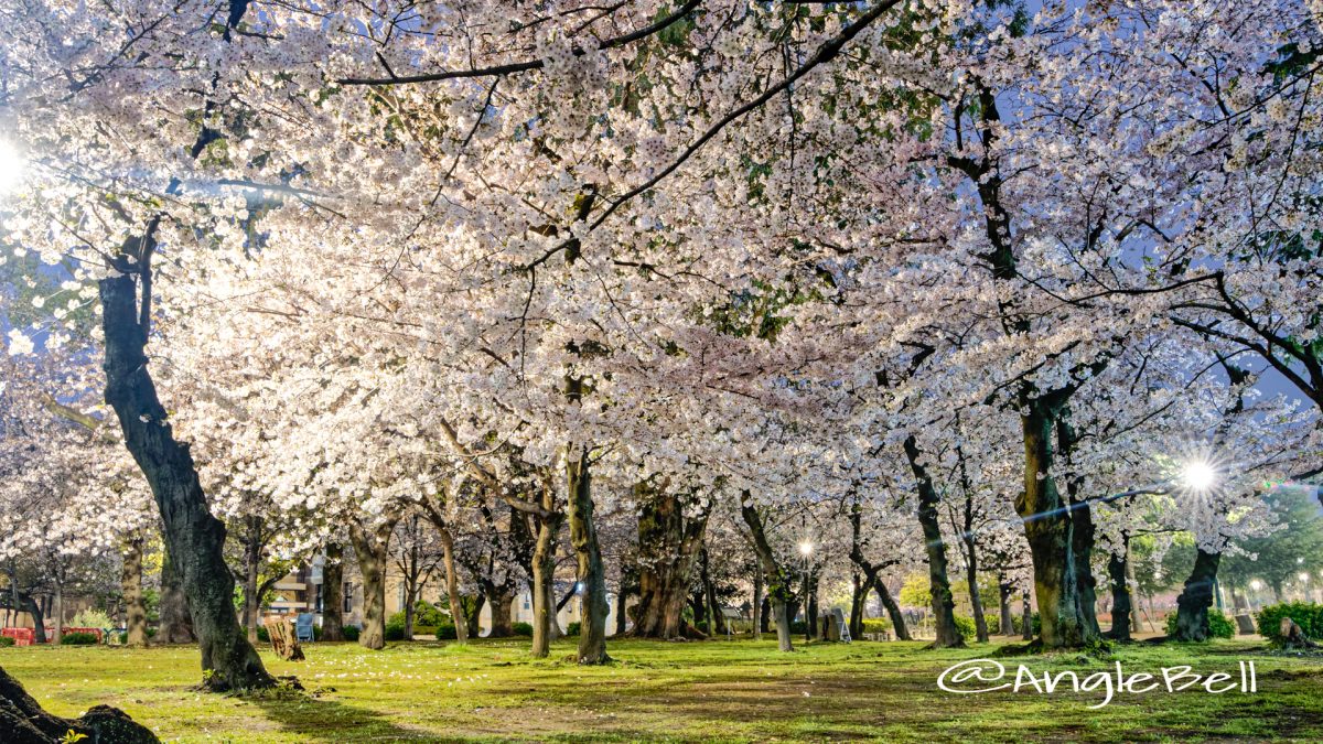 夜景 鶴舞公園 桜林 April 2020
