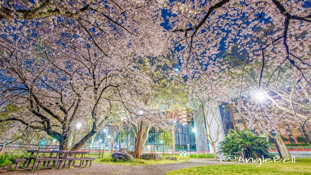 夜景 ライオンヘルスパーク (名城公園)の桜風景 2020春