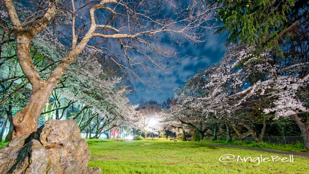 夜景 大津橋小園テニスコート側から見る桜 April 2020