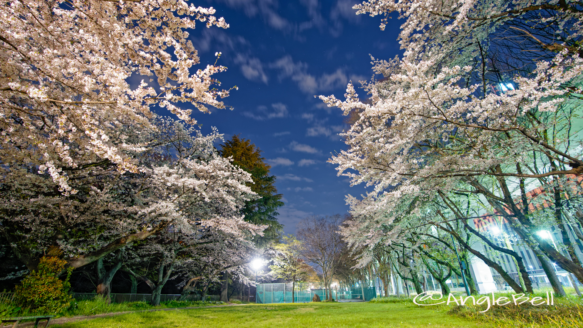 夜景 大津橋小園テニスコート側の桜 April 2020