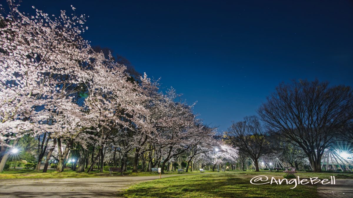 名城公園 芝生広場のベンチと桜 April 2020