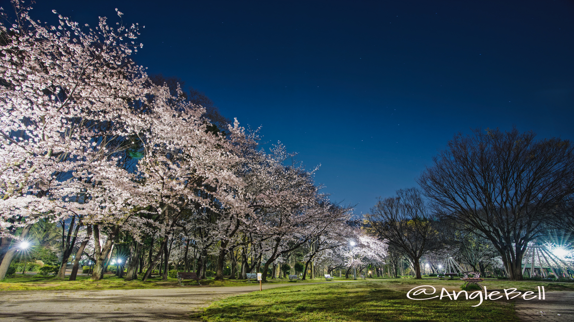 名城公園 芝生広場のベンチと桜 April 2020