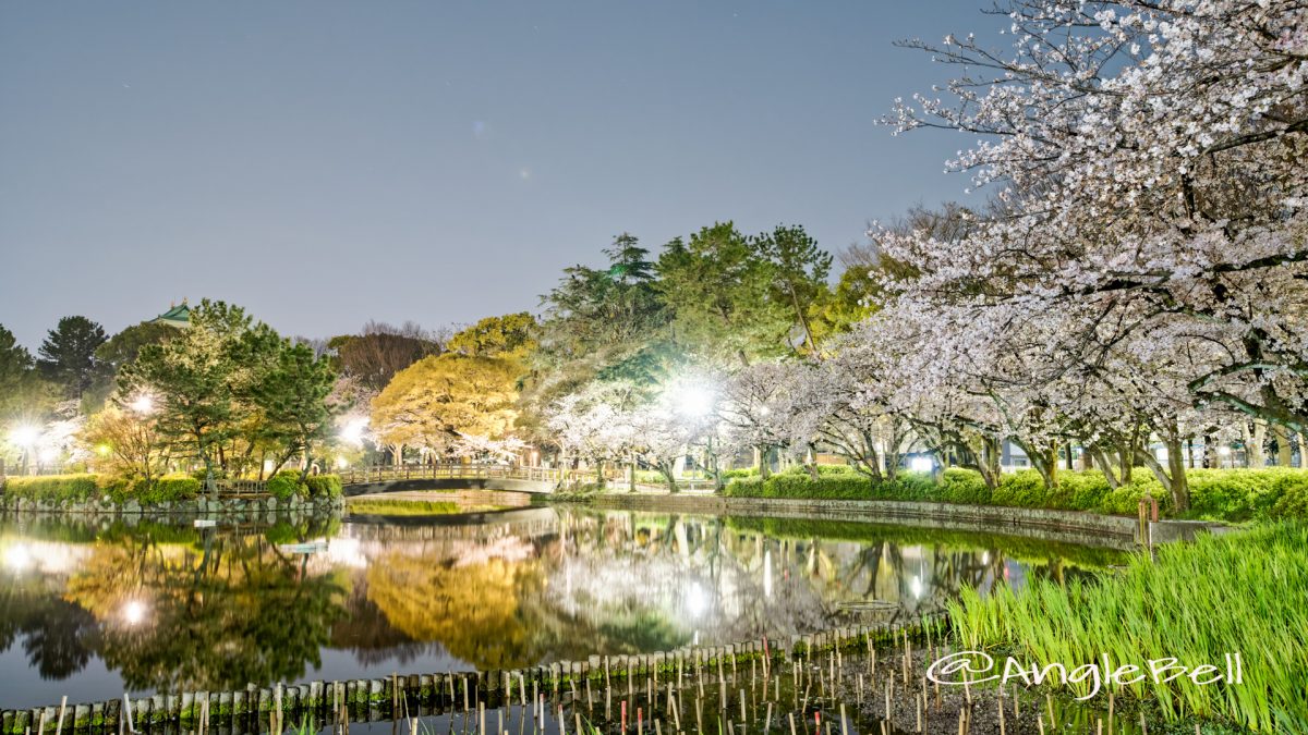 夜景 名城公園北園 おふけ池のソメイヨシノ（領内桜）2020春
