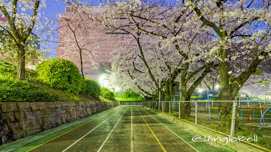 夜景 第2号栄公園 園路西側の桜 April 2020