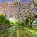 夜景 第2号栄公園 園路西側の桜 April 2020