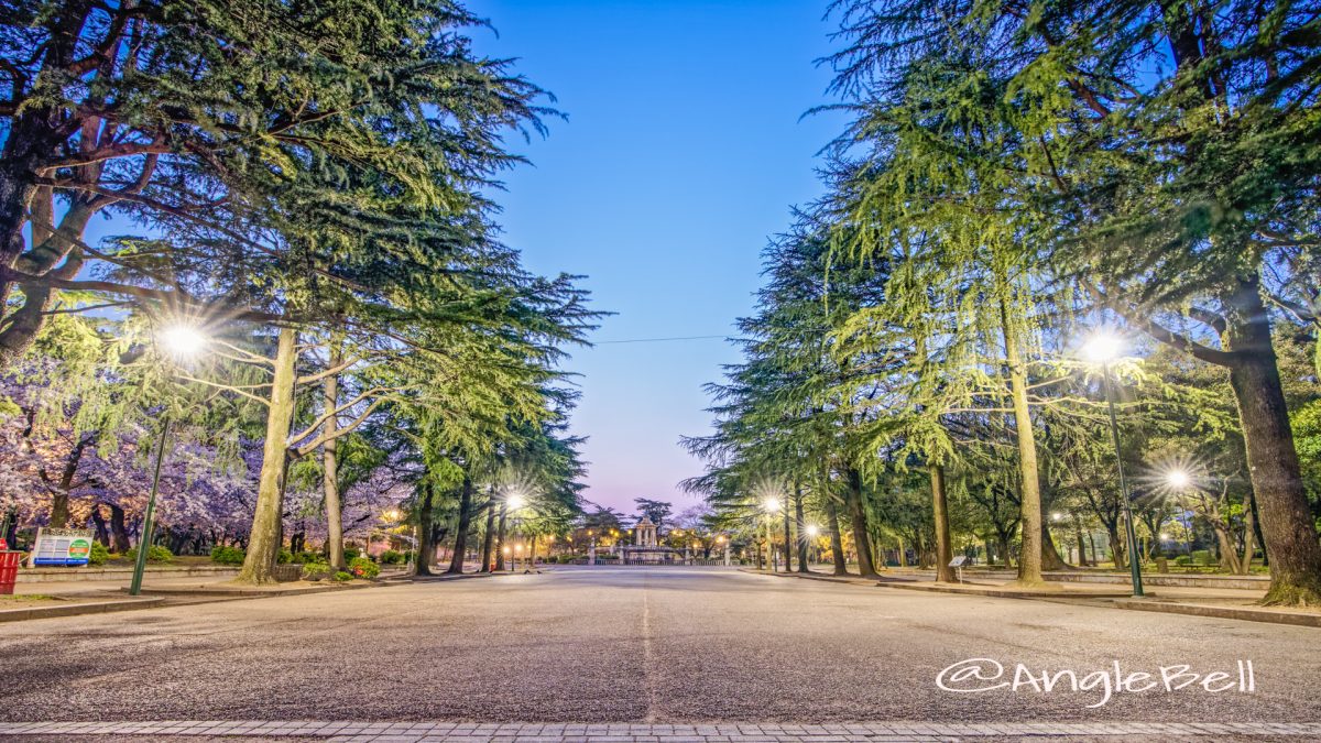 早朝 鶴舞公園 正面中央 ヒマラヤスギ並木