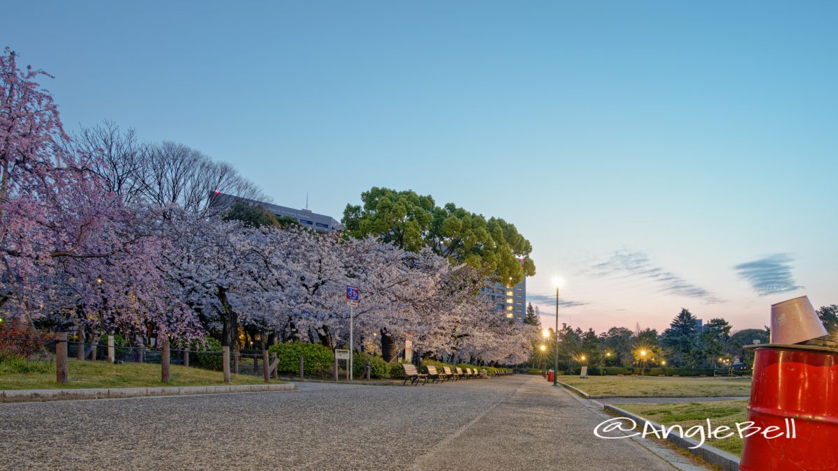 朝焼けの桜林となごやかベンチ 鶴舞公園 2020春