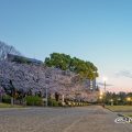 朝焼けの桜林となごやかベンチ 鶴舞公園 2020春