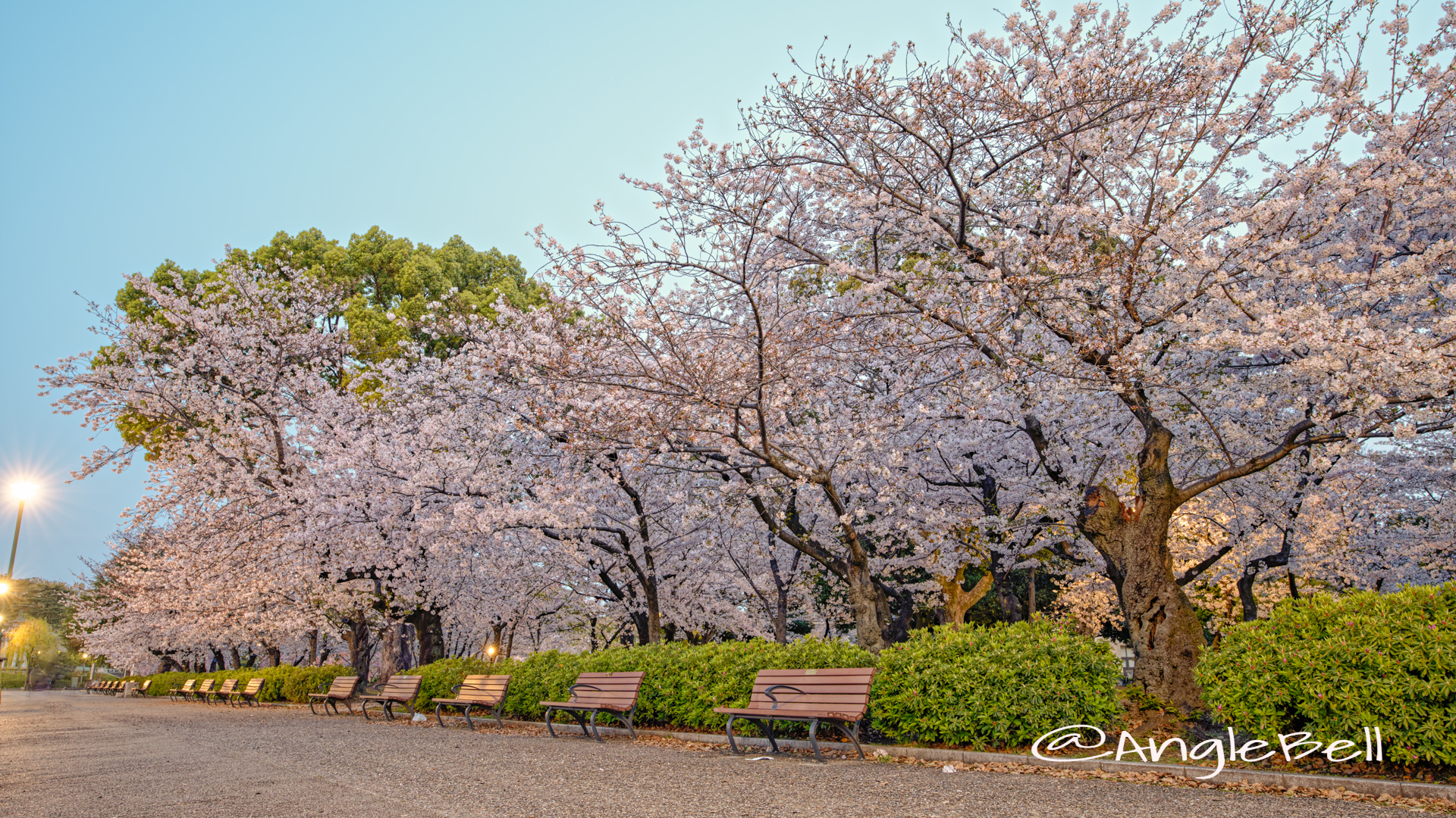 早朝 鶴舞公園 なごやかベンチと桜 April 2020