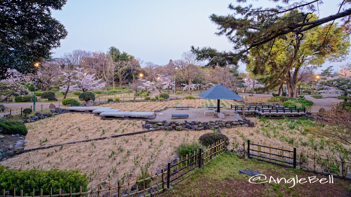 早朝 鶴舞公園 菖蒲池 全景 2020年春