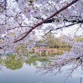 早朝 鶴舞公園 竜ヶ池 浮見堂と桜の風景 April 2020