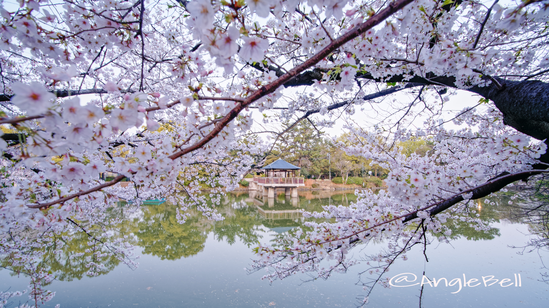 早朝 鶴舞公園 竜ヶ池 浮見堂と桜の風景 April 2020