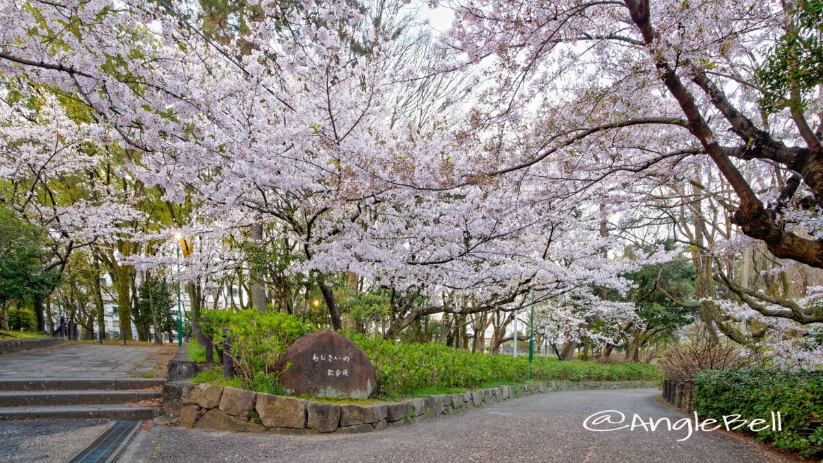 鶴舞公園 (早朝) あじさいの散歩道 公園東の桜 April 2020