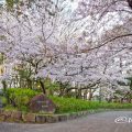 鶴舞公園 (早朝) あじさいの散歩道 公園東の桜 April 2020