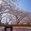 金山公園の桜 April 2020