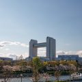 白鳥プロムナードの桜並木と名古屋国際会議場2020年春