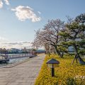 宮の渡し公園 船着場と桜 April 2020