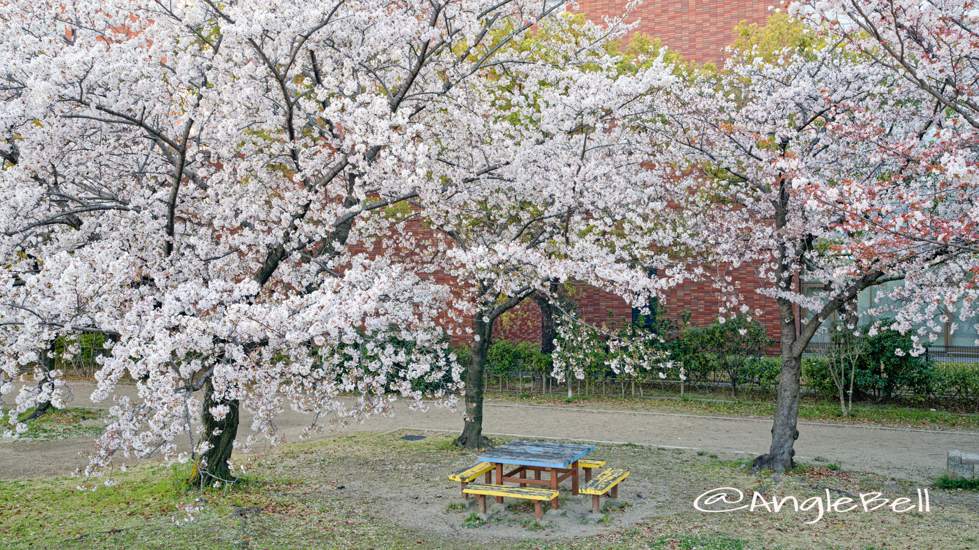 白鳥公園 ベンチと桜 April 2020