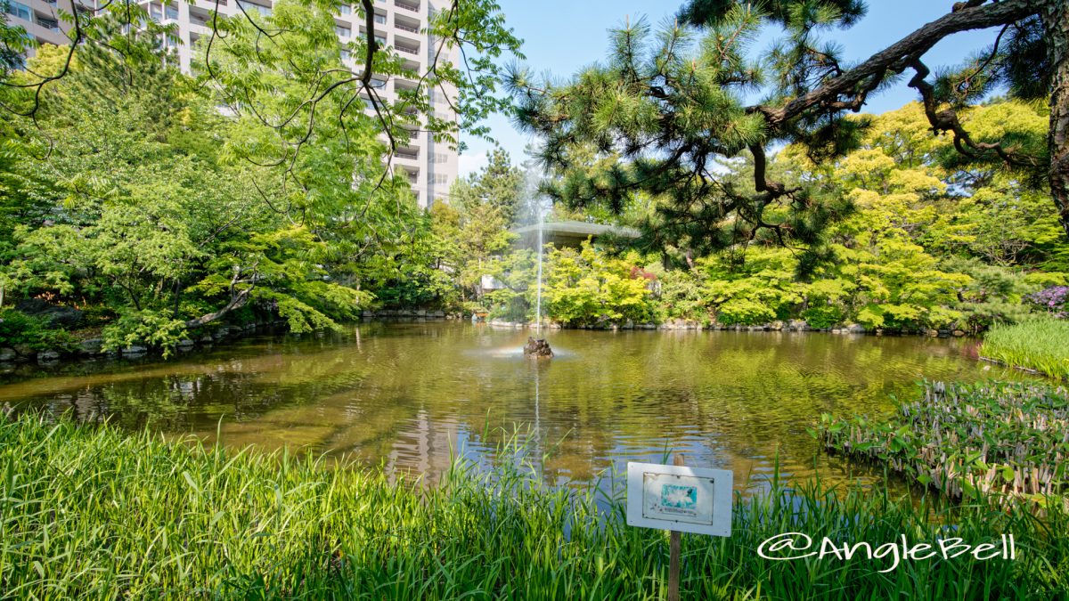 鶴舞公園 秋の池 噴水 May 2020