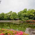 白鳥庭園 中の池 浮見四阿とサツキ June 2020