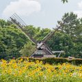 名城公園北園 ヒマワリとオランダ風車 June 2020