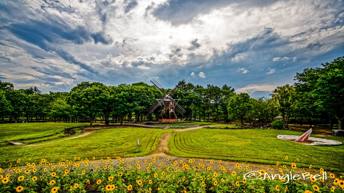 オランダ風車とヒマワリ (名城公園北園 花の山)