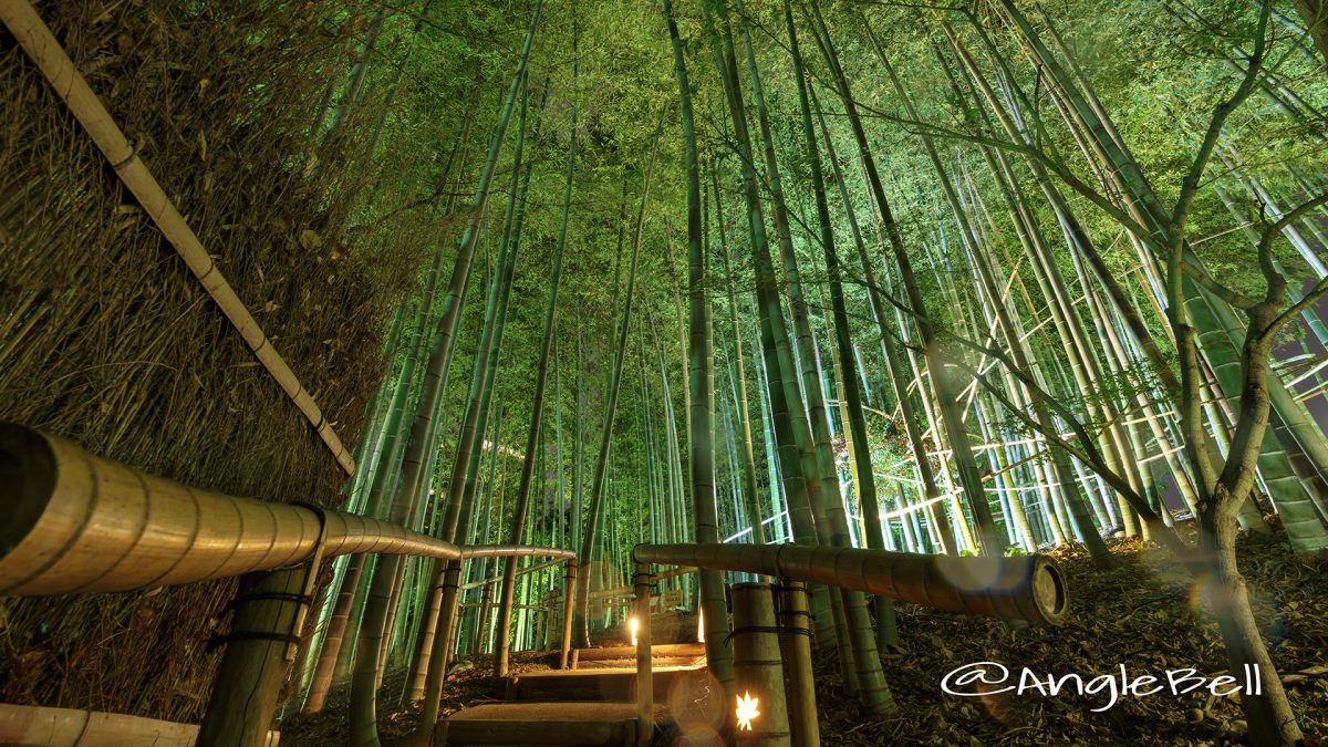白鳥庭園 竹林「モウソウチク」のライトアップ 2017